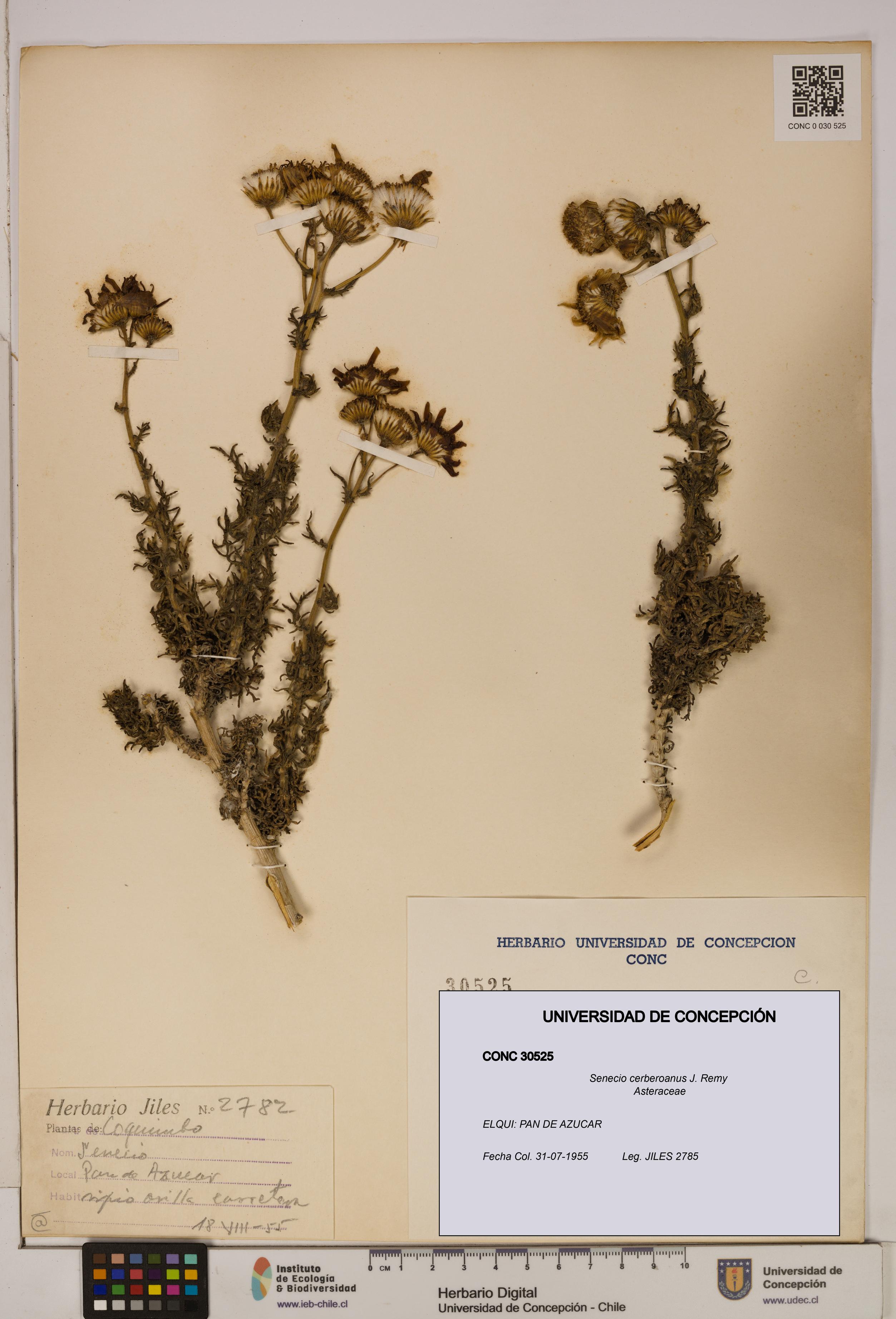 Senecio cerberoanus [Espécimen: UDEC:CONC:0030525]
