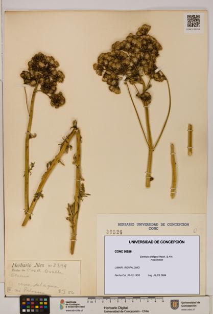 Senecio bridgesii [Espécimen: UDEC:CONC:0030526]