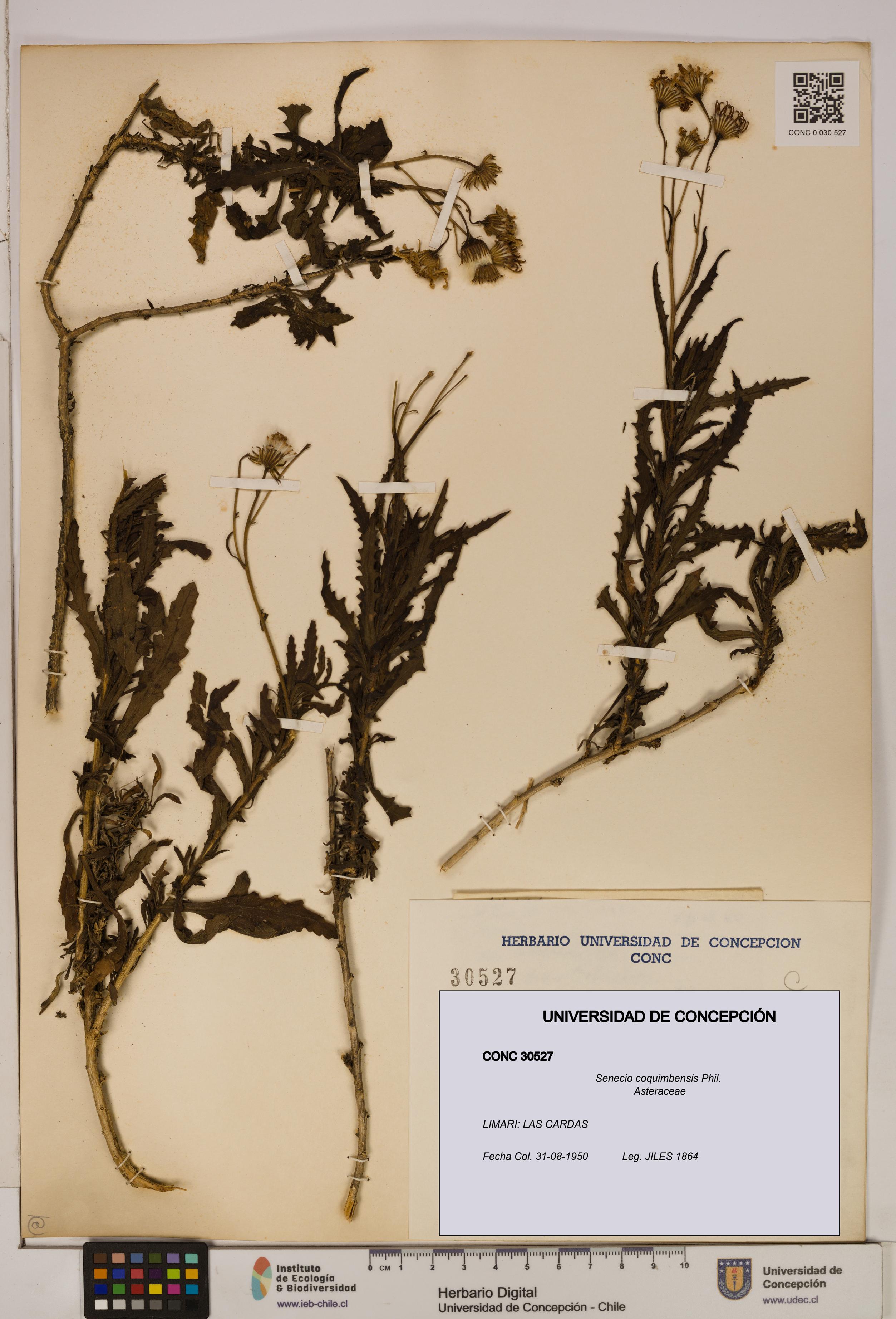 Senecio coquimbensis [Espécimen: UDEC:CONC:0030527]