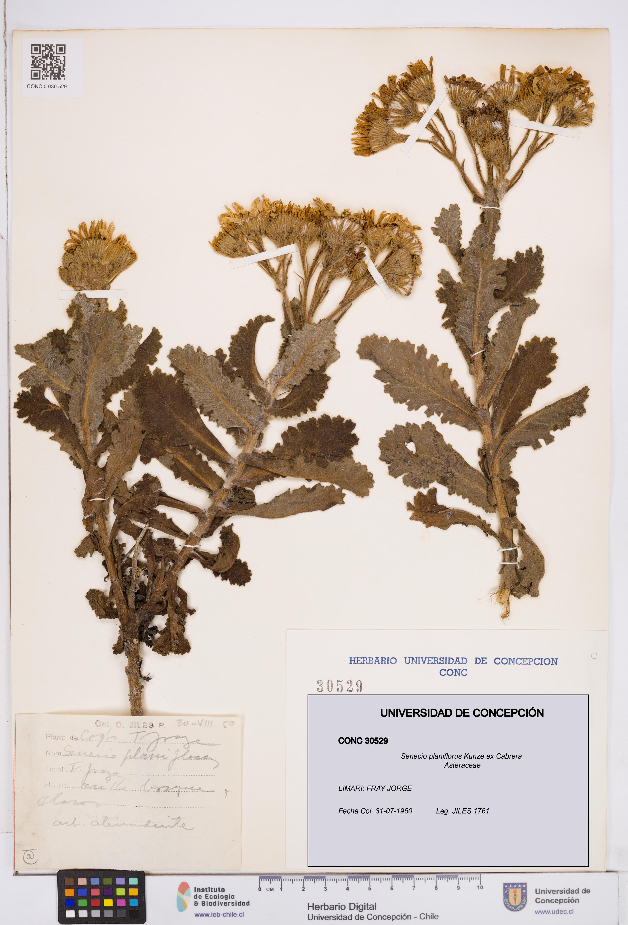 Senecio planiflorus [Espécimen: ]