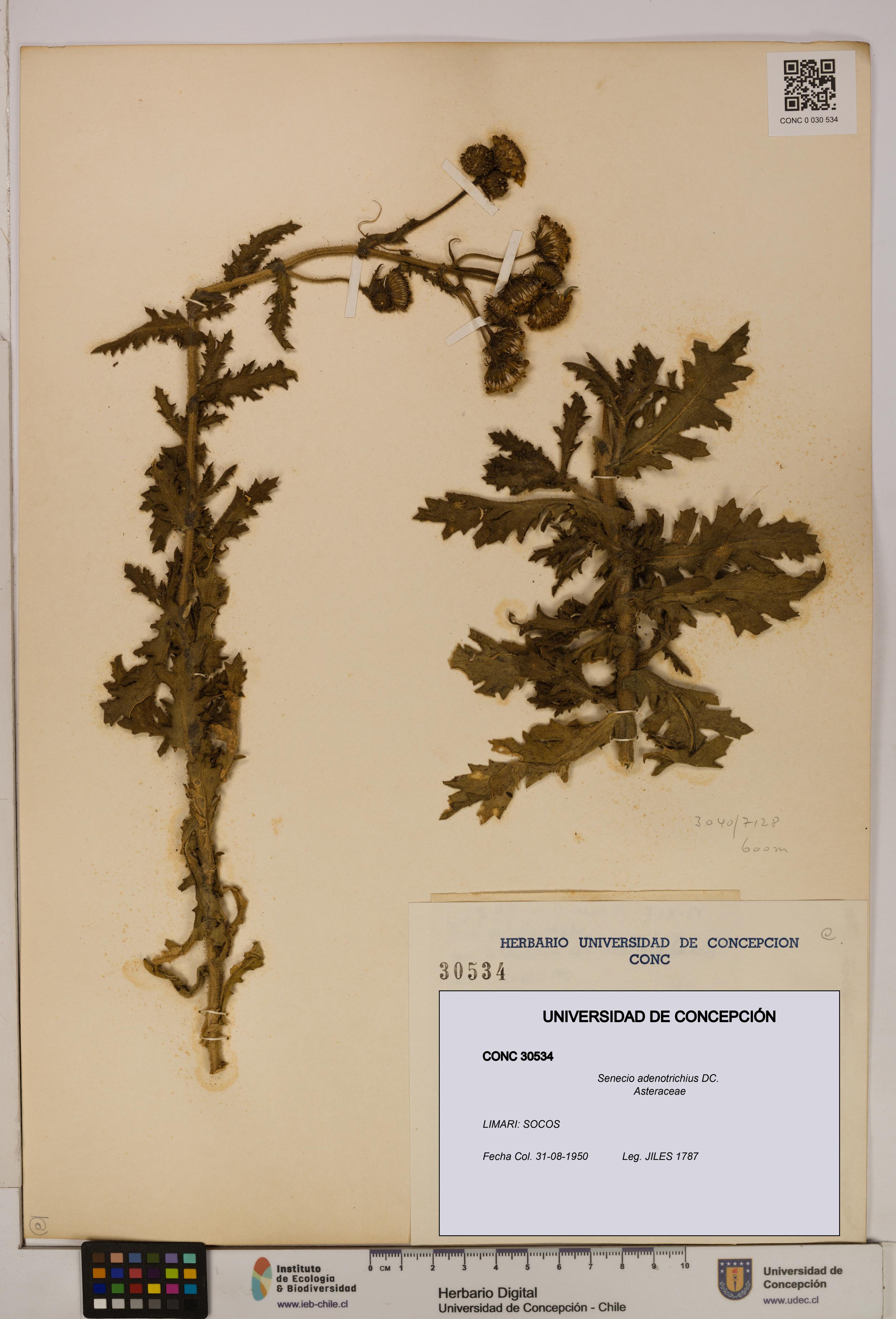 Senecio adenotrichius [Espécimen: UDEC:CONC:0030534]