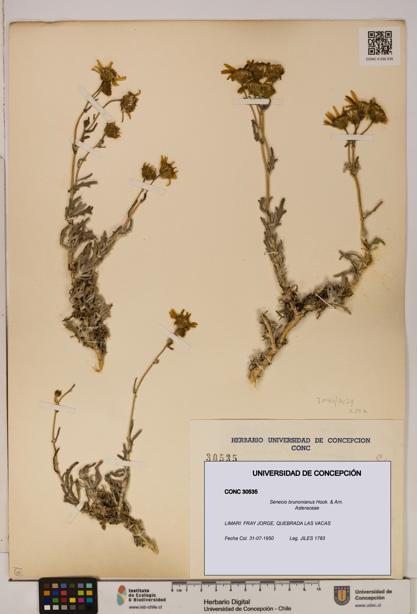 Senecio brunonianus [Espécimen: UDEC:CONC:0030535]