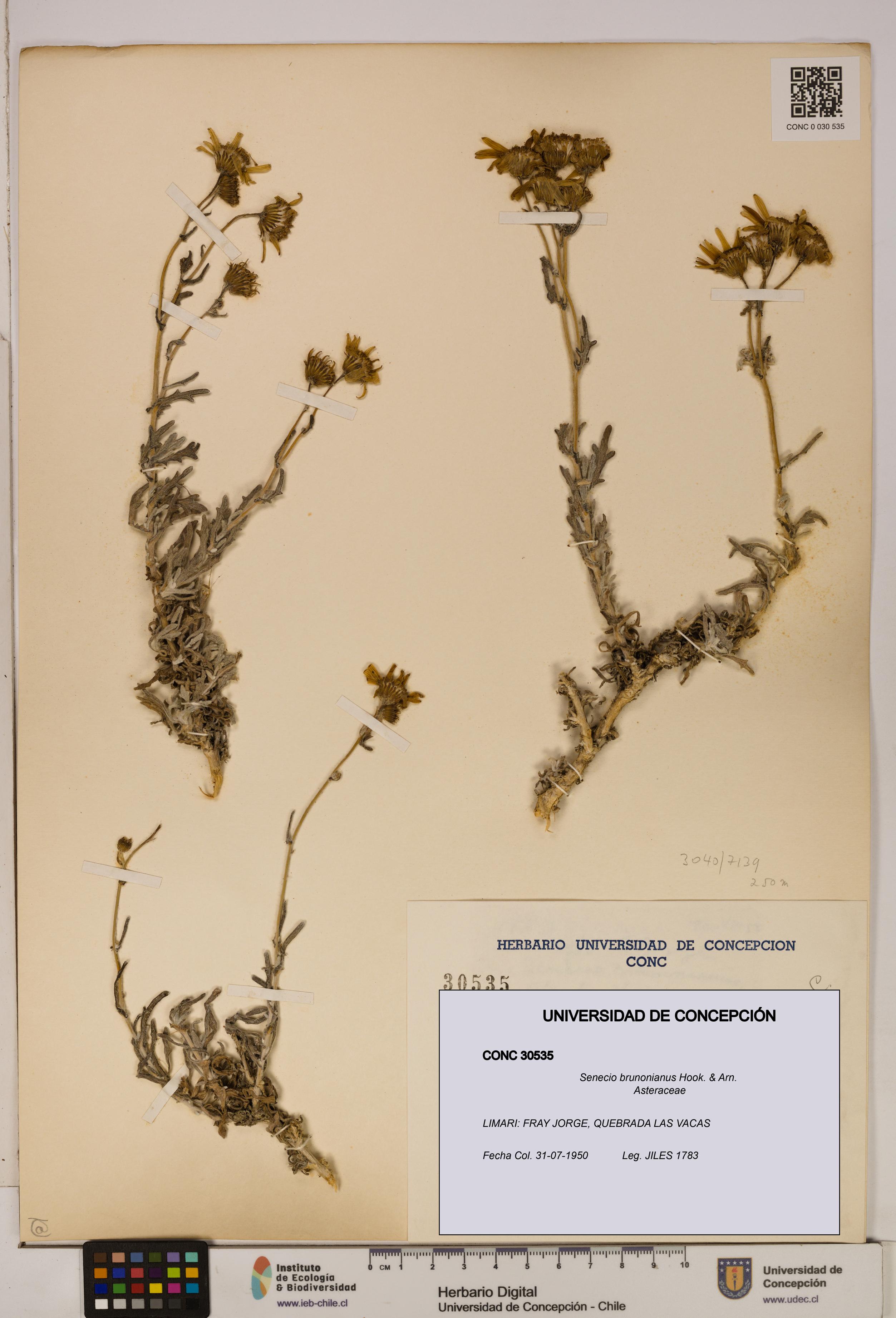 Senecio brunonianus [Espécimen: UDEC:CONC:0030535]
