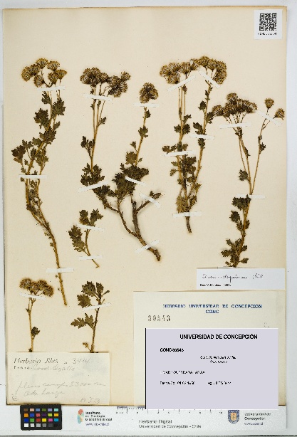 Senecio illapelinus [Espécimen: UDEC:CONC:0030543]