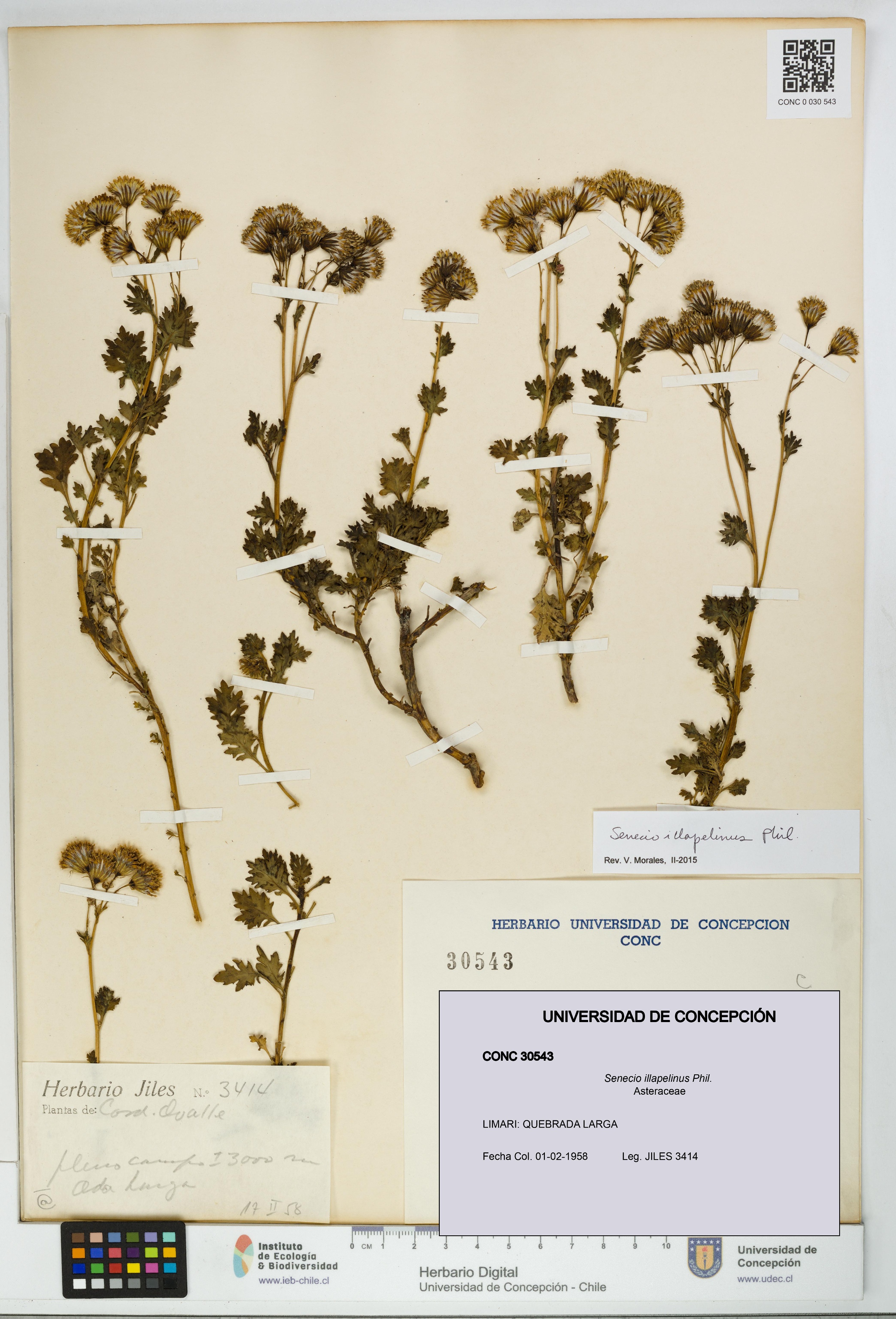 Senecio illapelinus [Espécimen: UDEC:CONC:0030543]