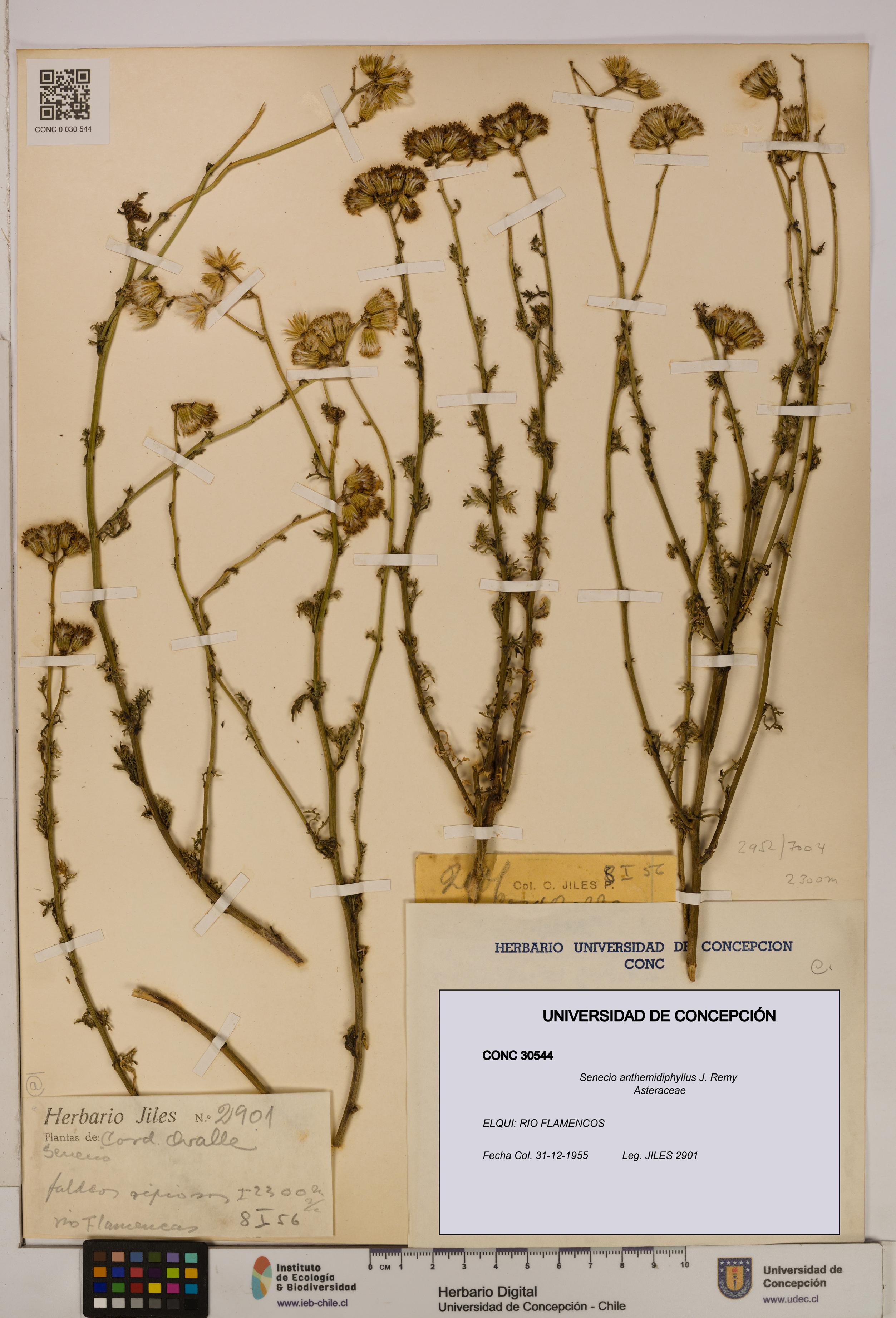 Senecio anthemidiphyllus [Espécimen: UDEC:CONC:0030544]
