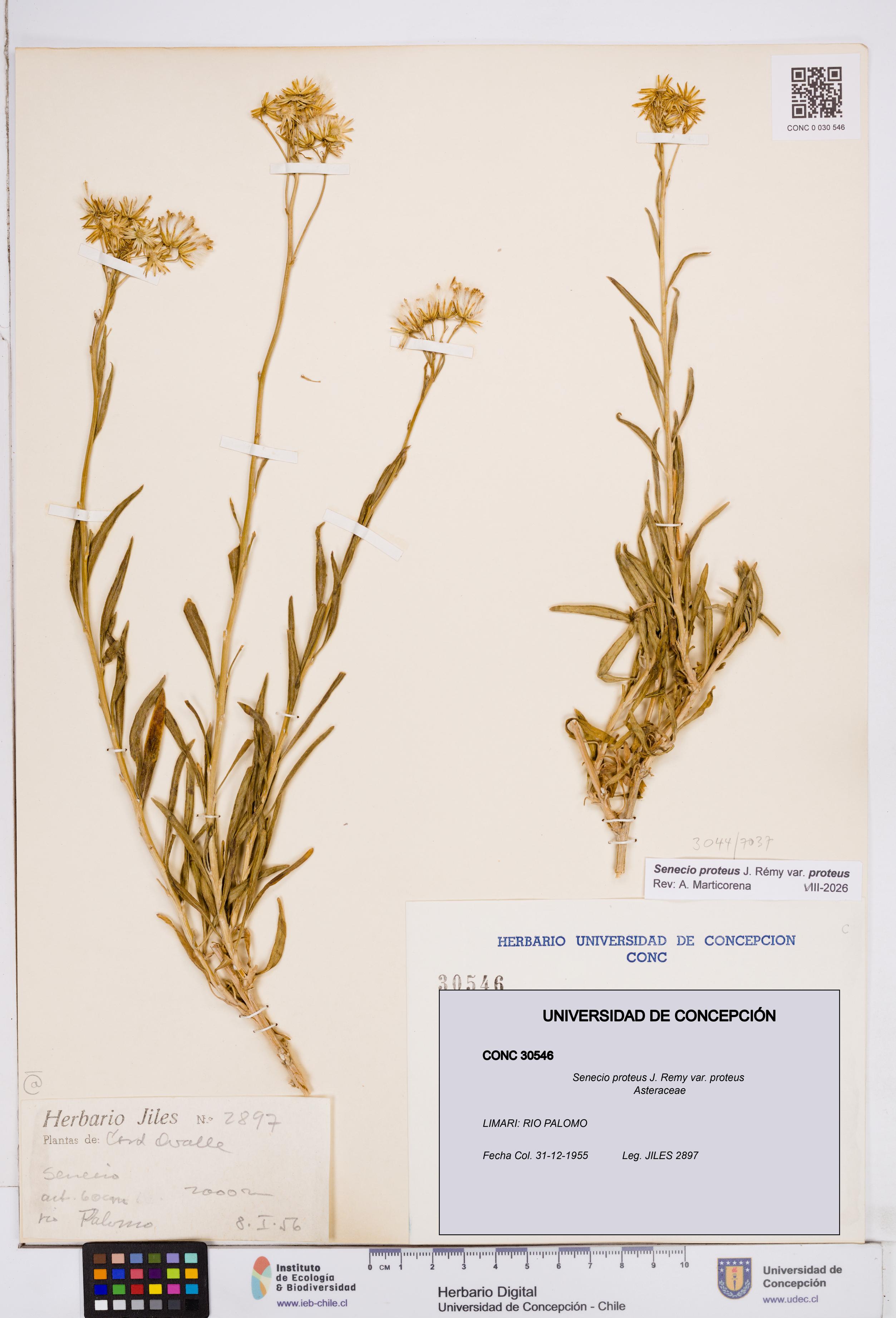 Senecio proteus var. proteus [Espécimen: ]