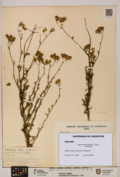 Senecio anthemidiphyllus [Espécimen: UDEC:CONC:0030547]