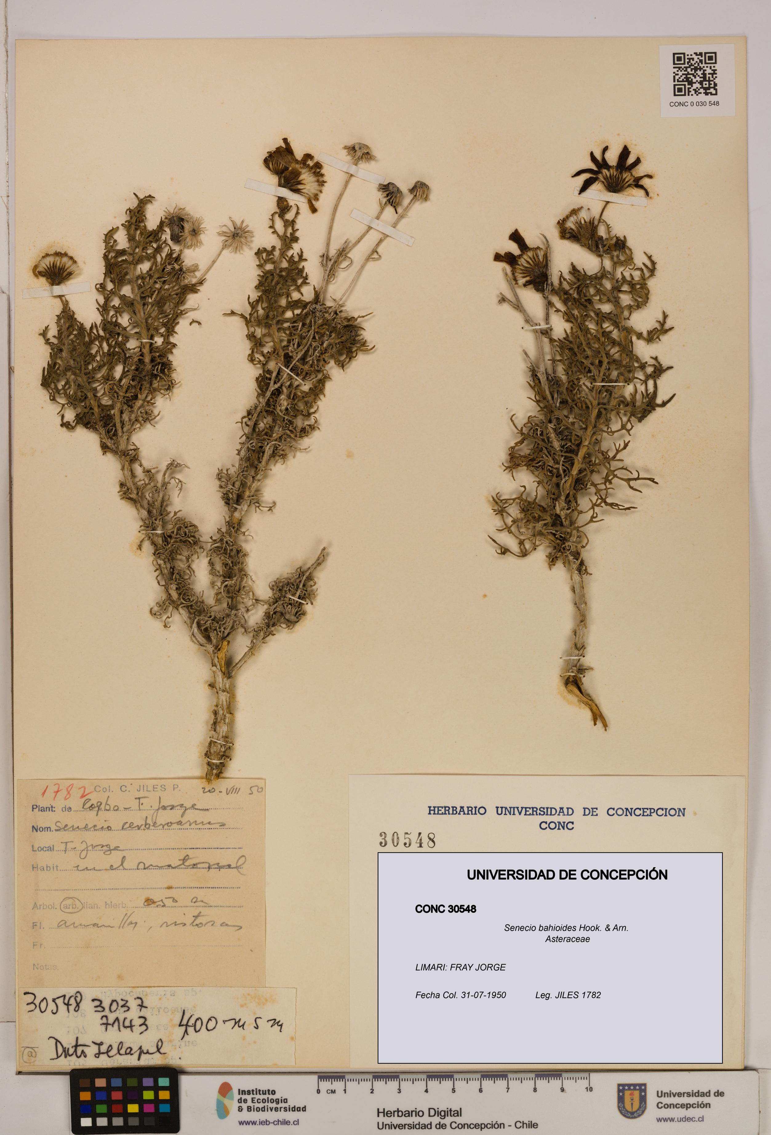 Senecio bahioides [Espécimen: UDEC:CONC:0030548]