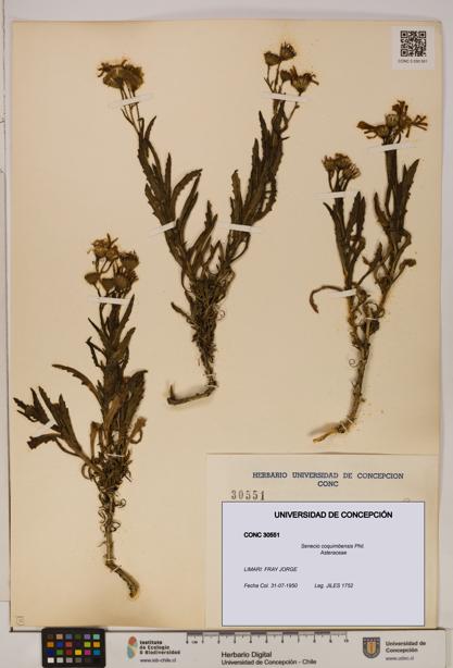 Senecio coquimbensis [Espécimen: UDEC:CONC:0030551]