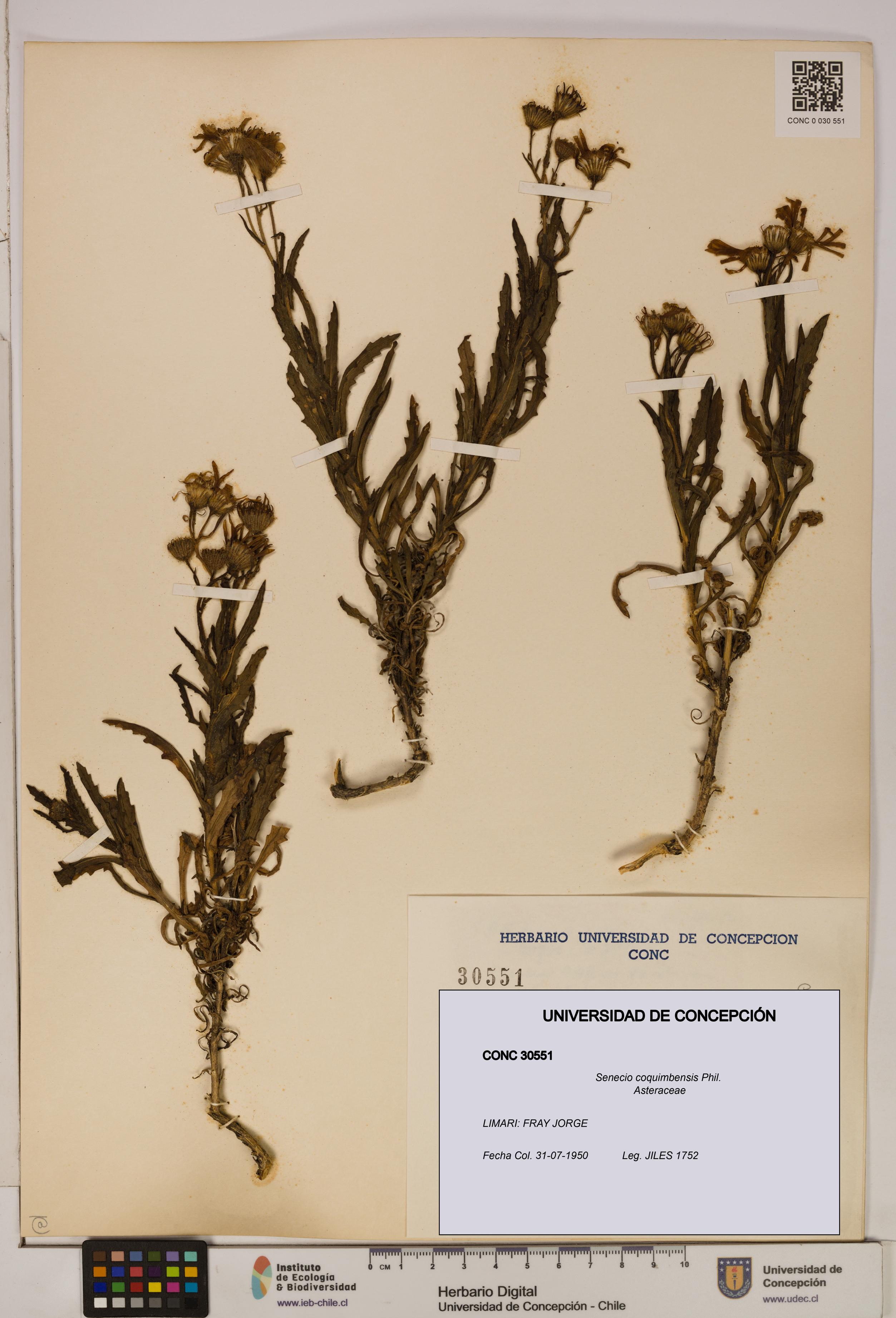 Senecio coquimbensis [Espécimen: UDEC:CONC:0030551]