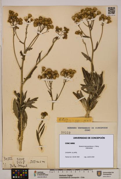 Senecio benaventianus [Espécimen: UDEC:CONC:0030552]