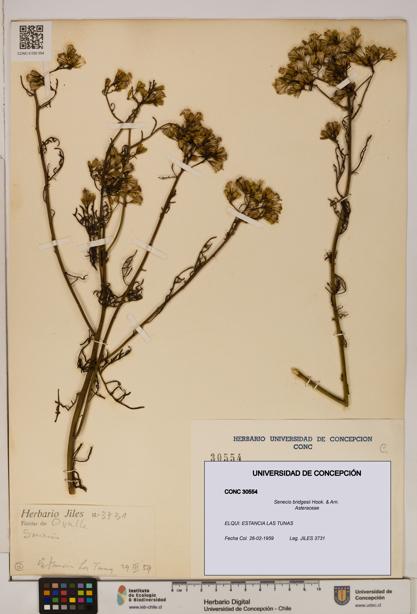 Senecio bridgesii [Espécimen: UDEC:CONC:0030554]