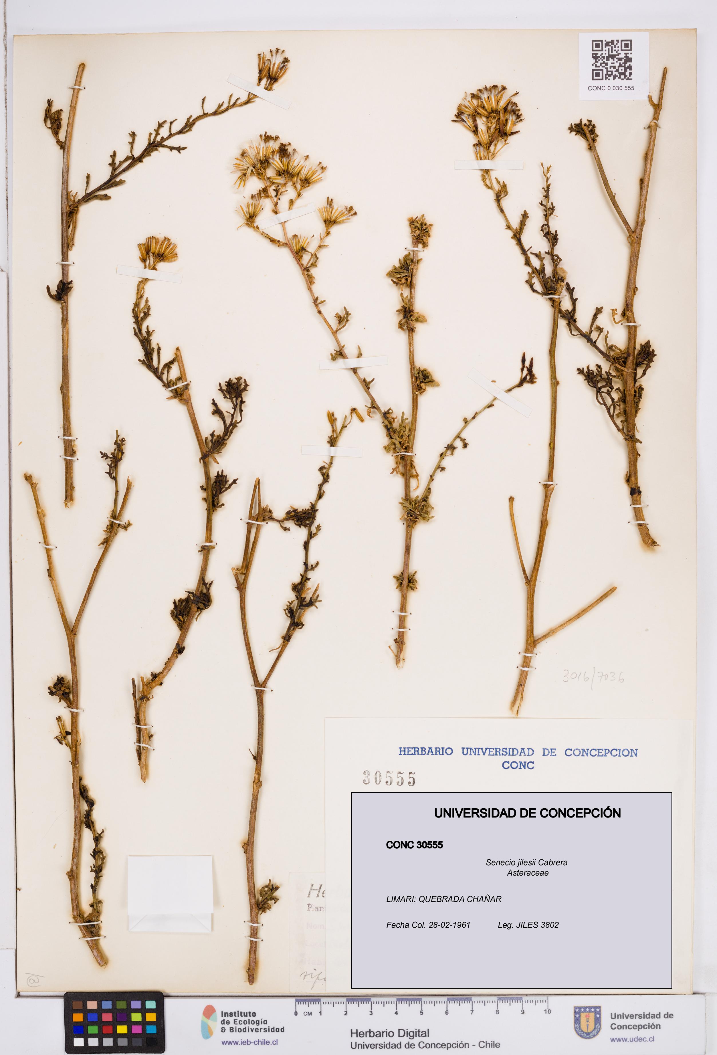 Senecio jilesii [Espécimen: ]