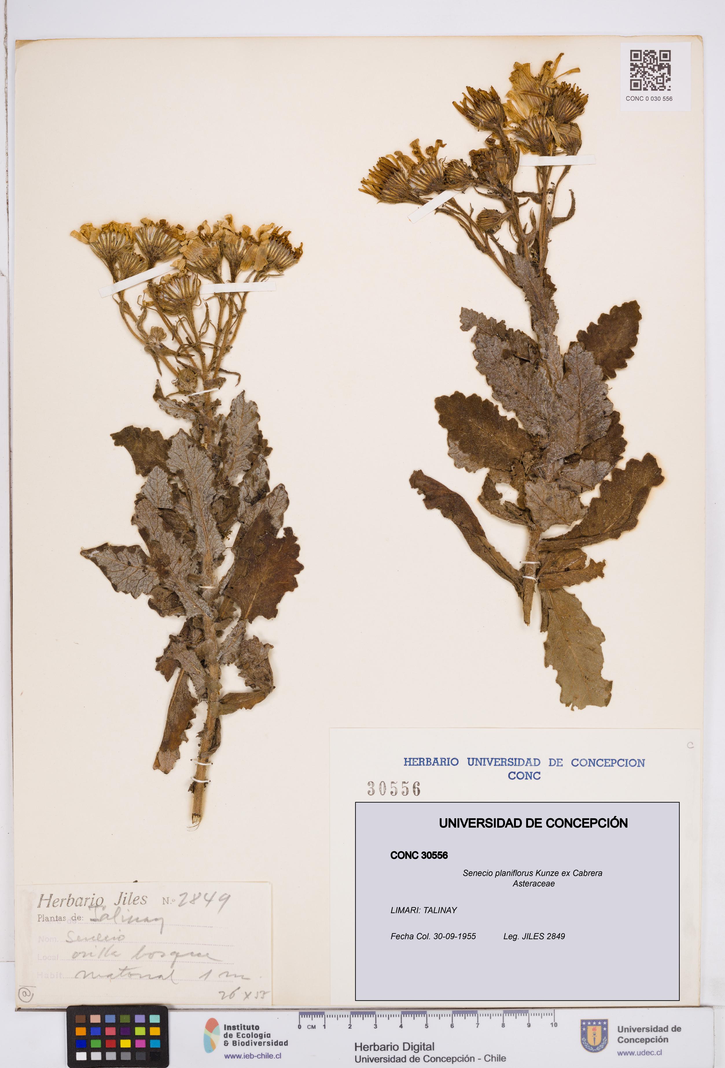 Senecio planiflorus [Espécimen: ]