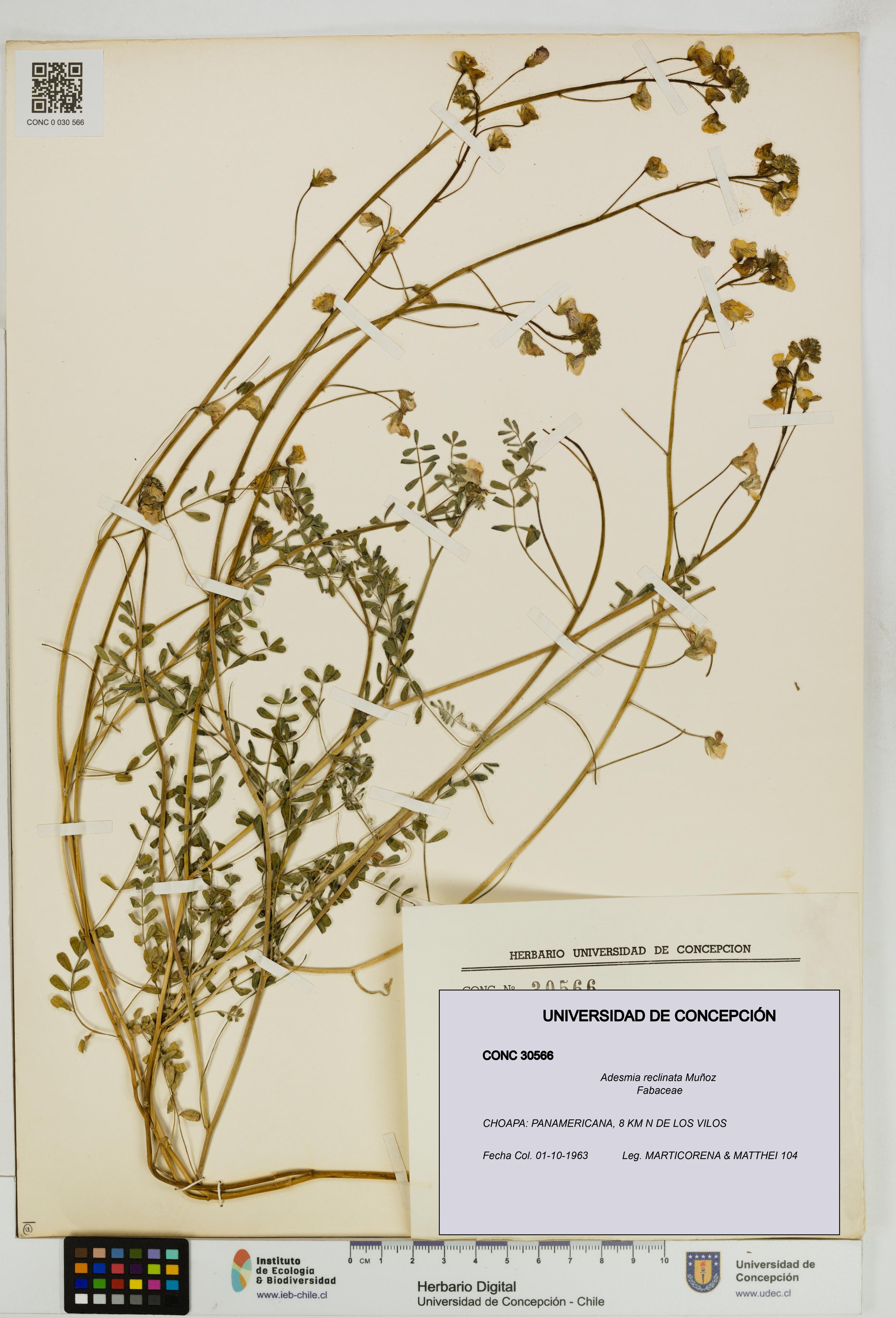 Adesmia reclinata [Espécimen: UDEC:CONC:0030566]