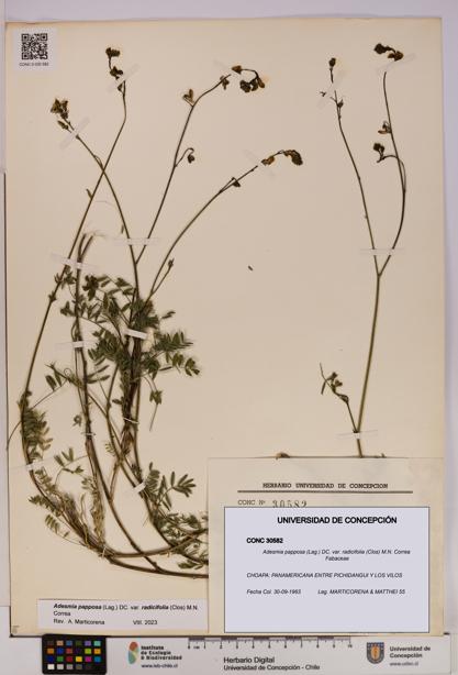 Adesmia papposa var. radicifolia [Espécimen: UDEC:CONC:0030582]