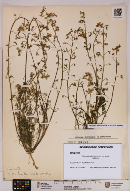 Adesmia tenella var. tenella [Espécimen: UDEC:CONC:0030583]