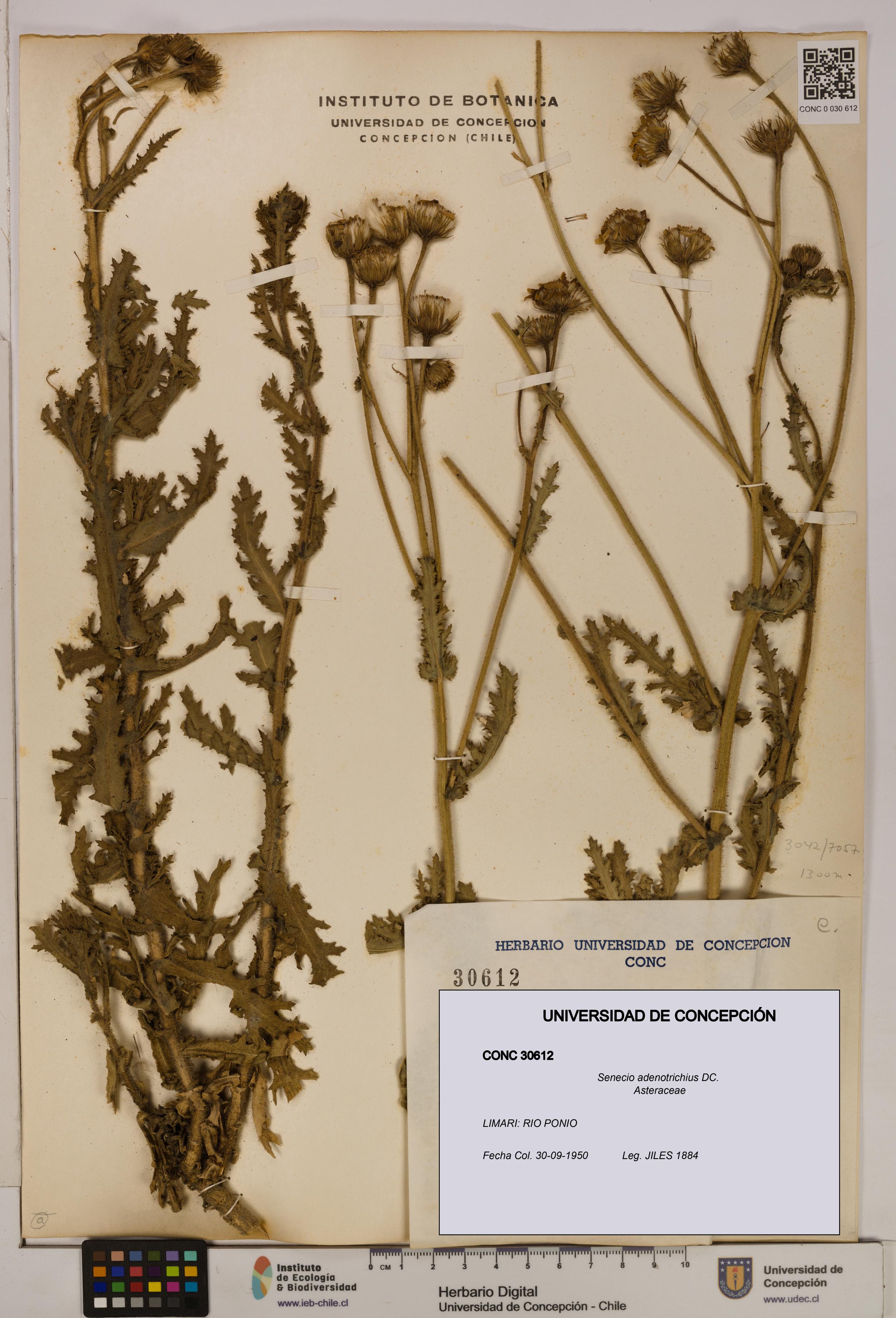 Senecio adenotrichius [Espécimen: UDEC:CONC:0030612]