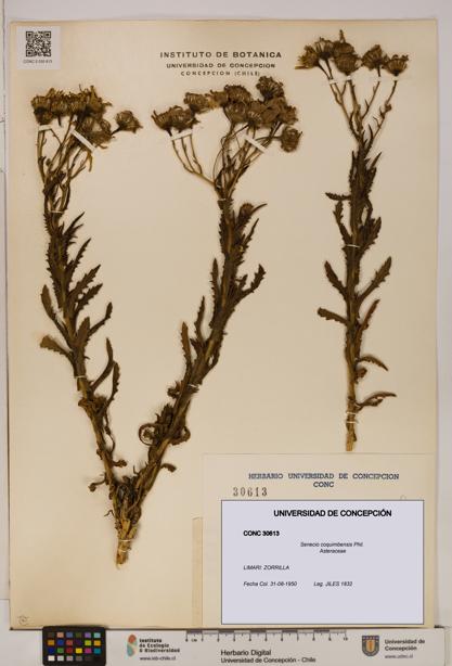 Senecio coquimbensis [Espécimen: UDEC:CONC:0030613]