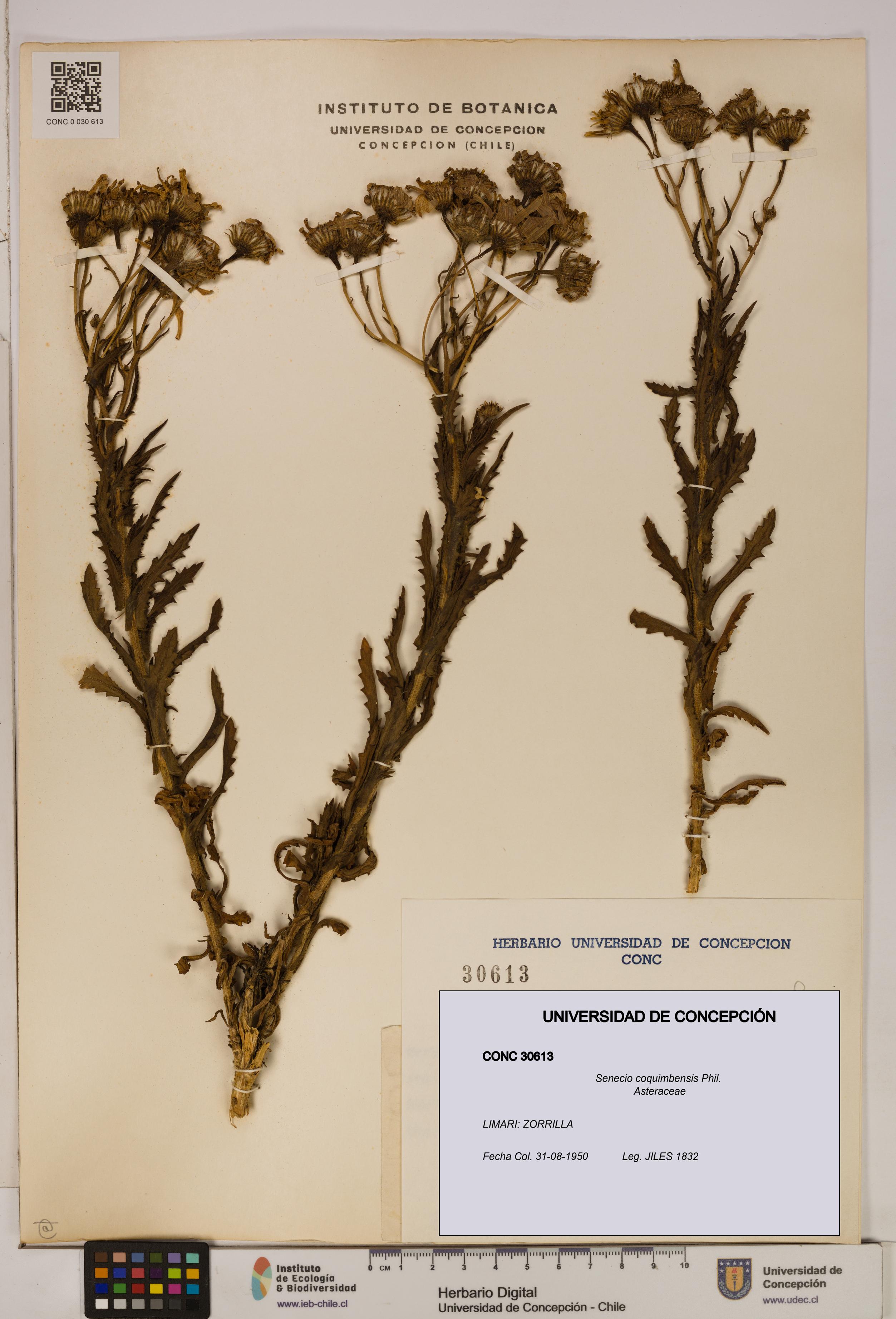 Senecio coquimbensis [Espécimen: UDEC:CONC:0030613]
