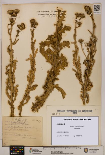 Senecio adenotrichius [Espécimen: UDEC:CONC:0030615]
