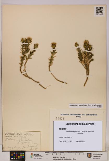 Chaetanthera glandulosa var. glandulosa [Espécimen: UDEC:CONC:0030634]