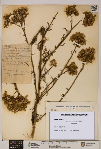Senecio bridgesii [Espécimen: UDEC:CONC:0030636]