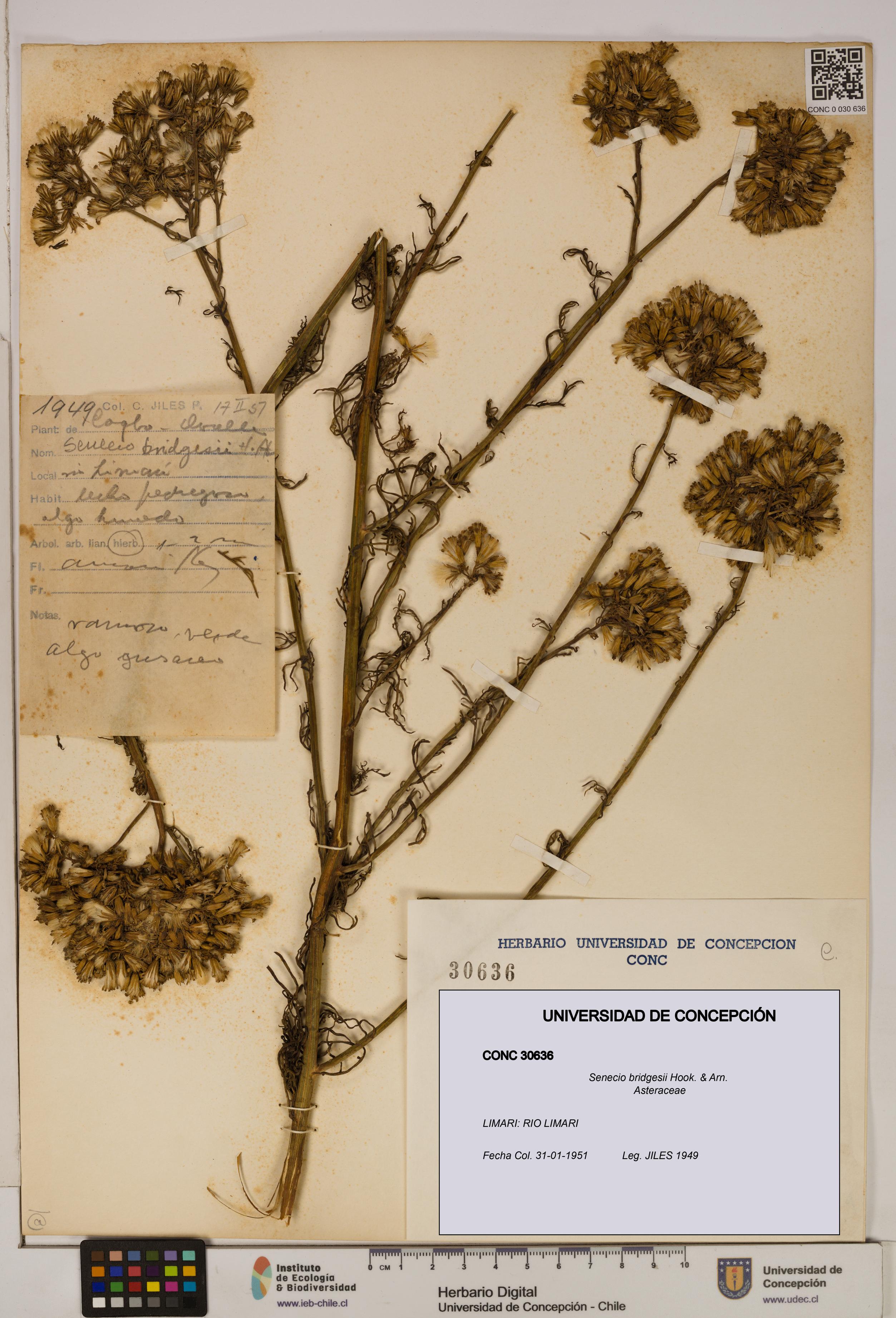 Senecio bridgesii [Espécimen: UDEC:CONC:0030636]
