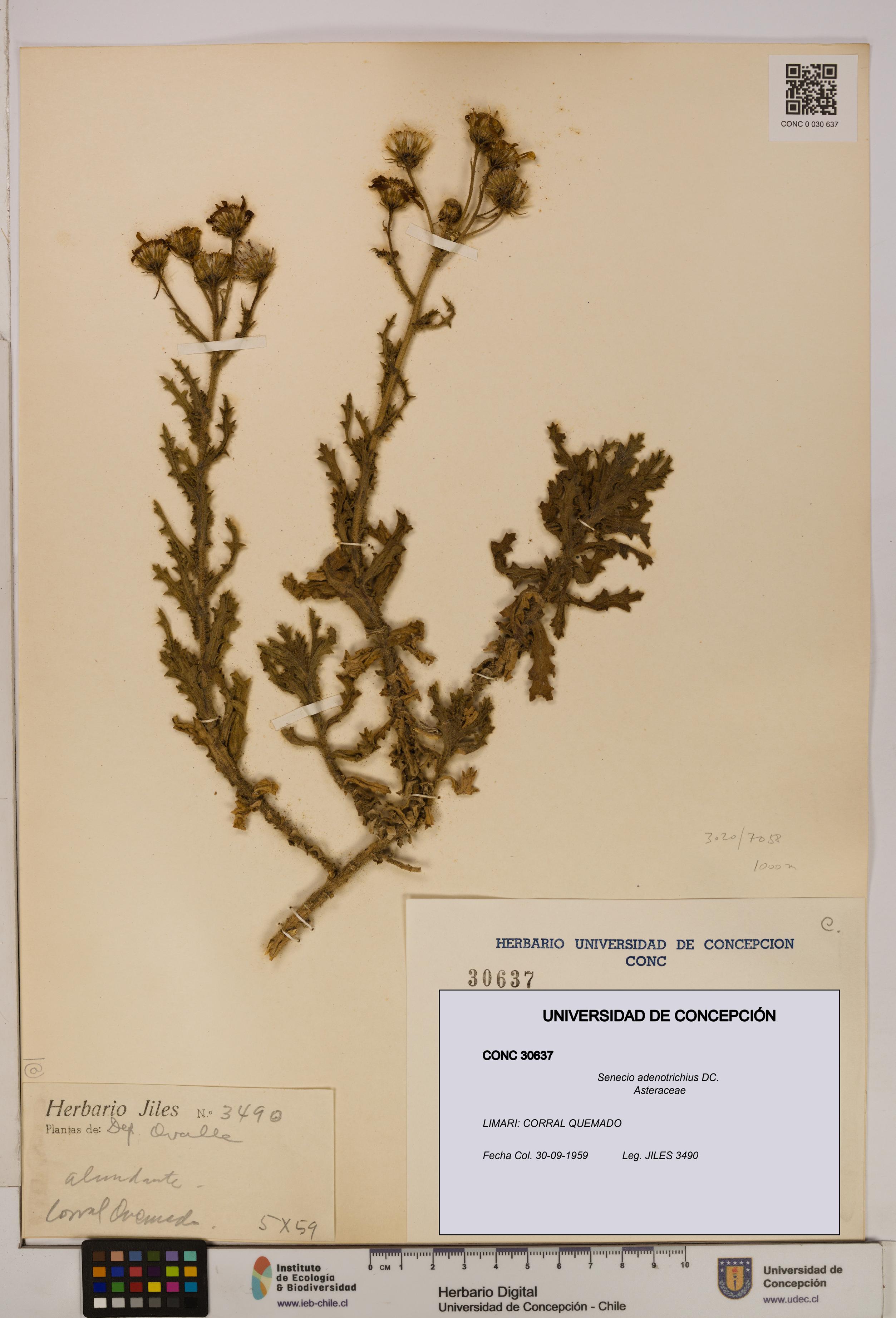 Senecio adenotrichius [Espécimen: UDEC:CONC:0030637]