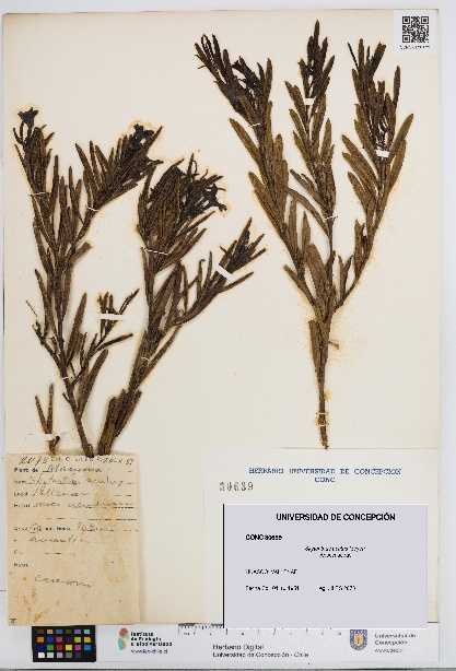 Skytanthus acutus [Espécimen: UDEC:CONC:0030639]