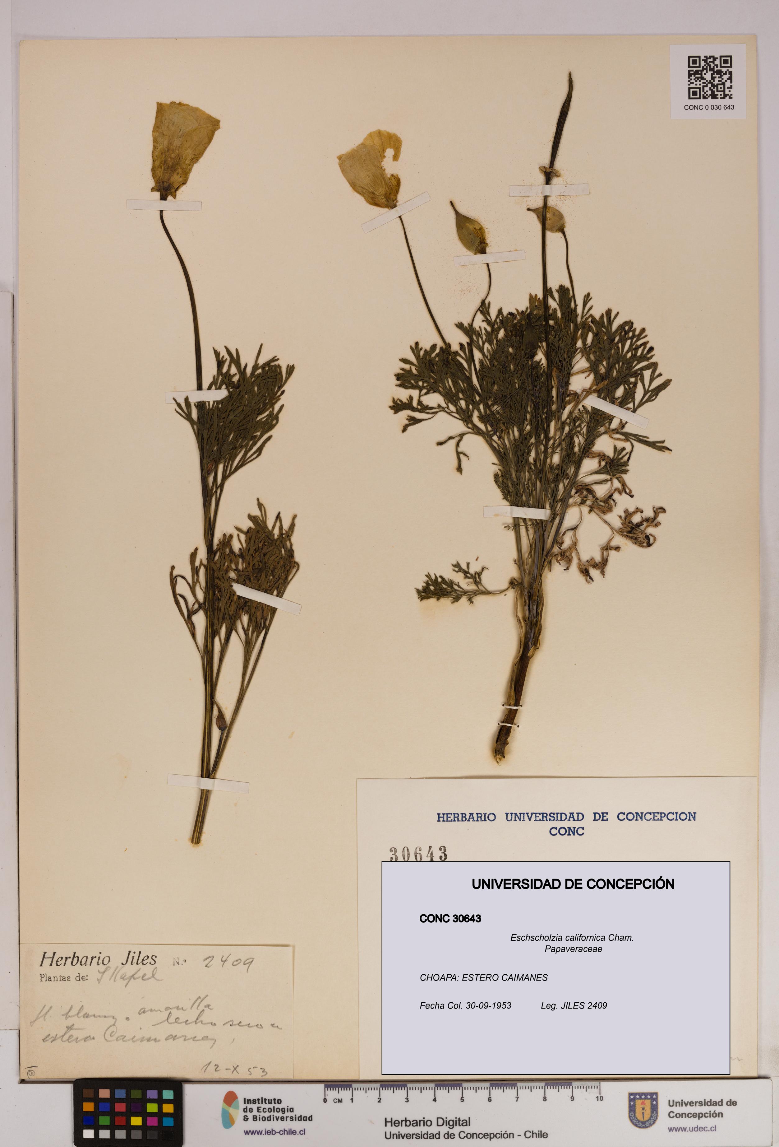 Eschscholzia californica [Espécimen: UDEC:CONC:0030643]