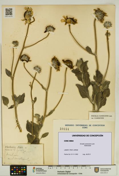 Encelia canescens [Espécimen: UDEC:CONC:0030644]