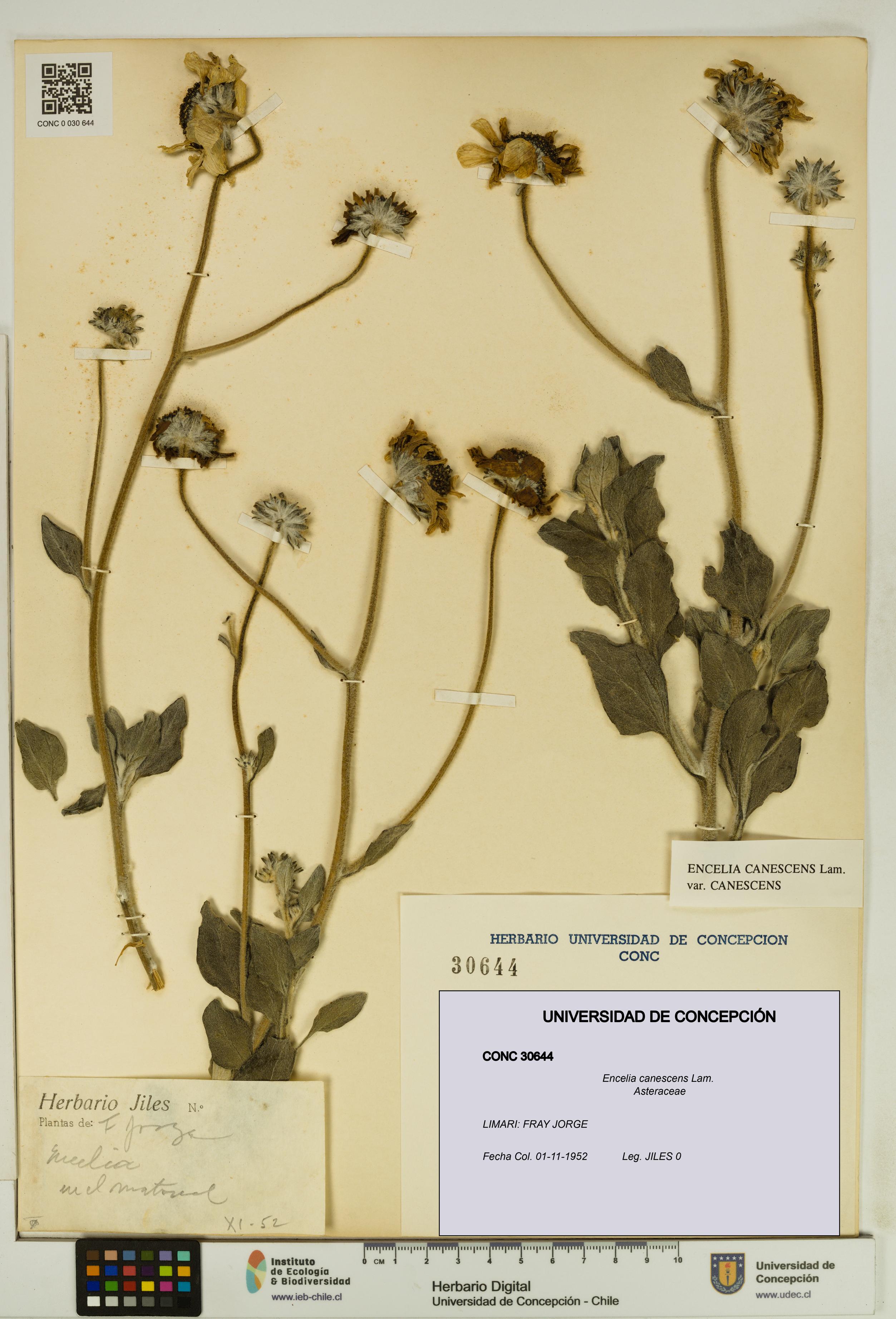 Encelia canescens [Espécimen: UDEC:CONC:0030644]