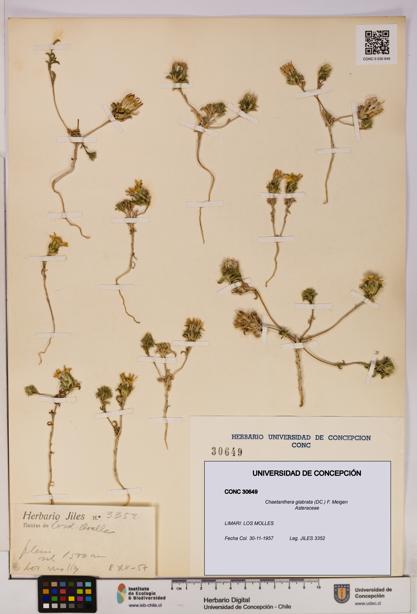 Chaetanthera glabrata [Espécimen: UDEC:CONC:0030649]