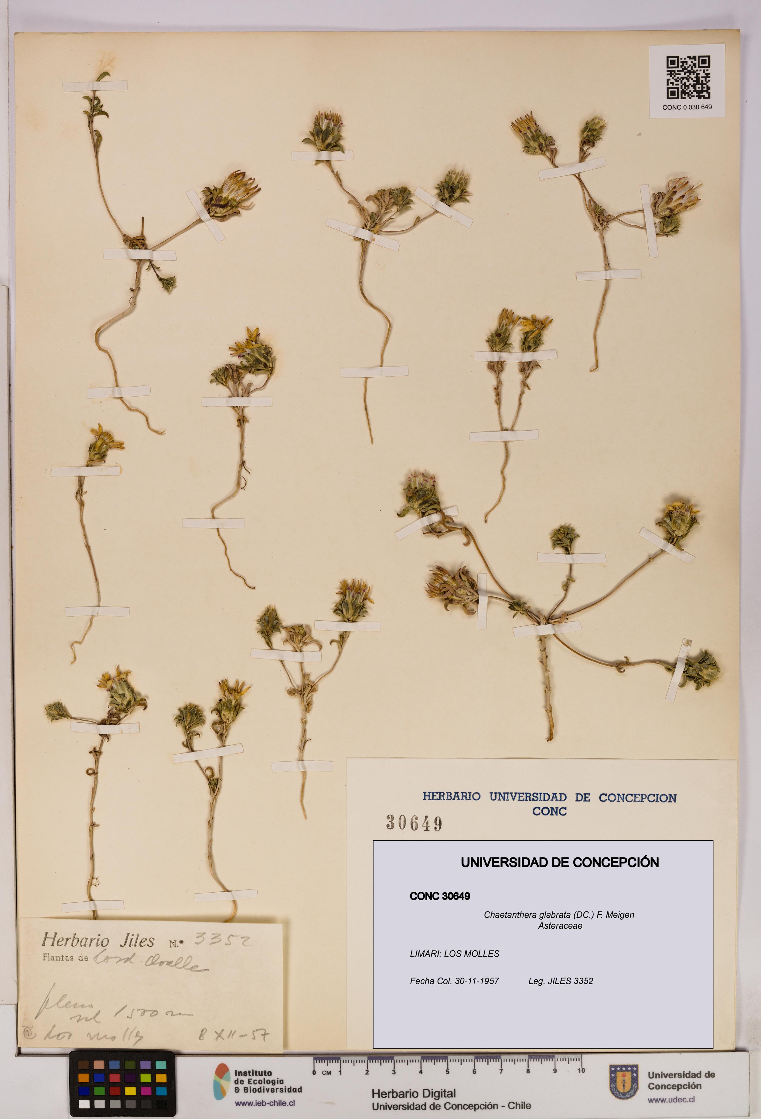 Chaetanthera glabrata [Espécimen: UDEC:CONC:0030649]