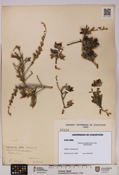 Krameria cistoidea [Espécimen: UDEC:CONC:0030650]