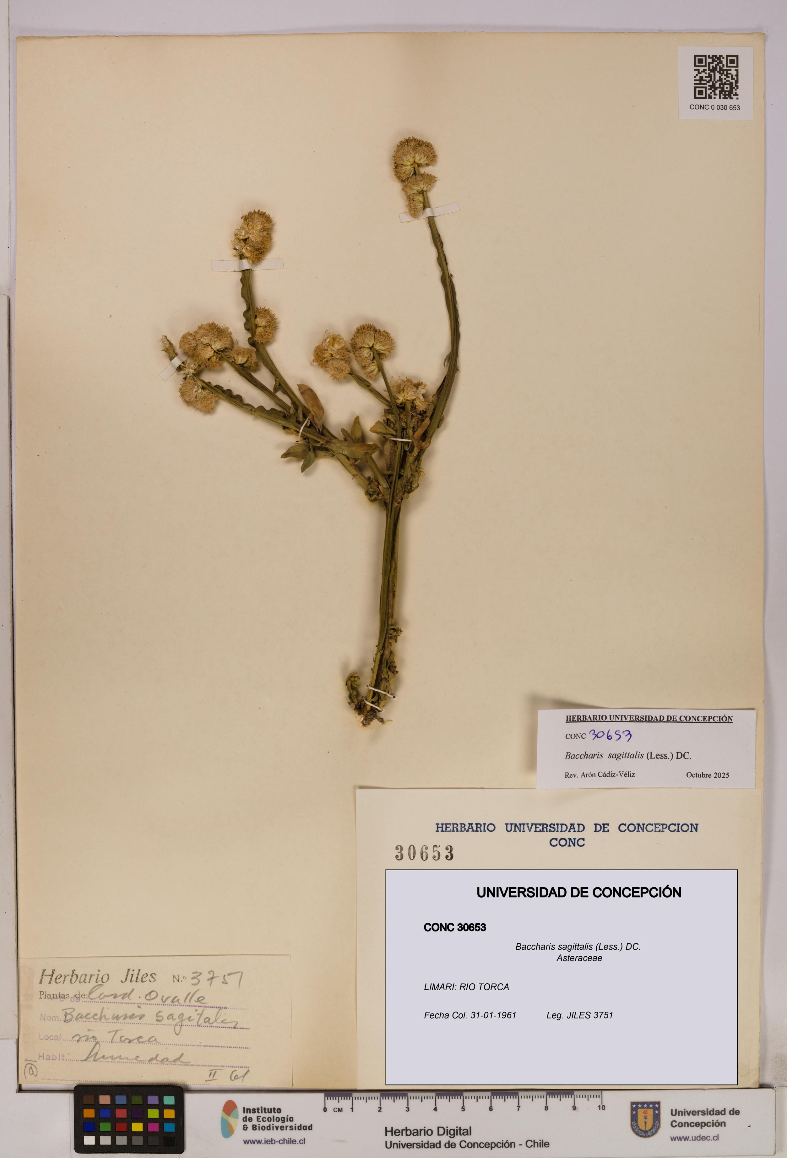 Baccharis sagittalis [Espécimen: UDEC:CONC:0030653]