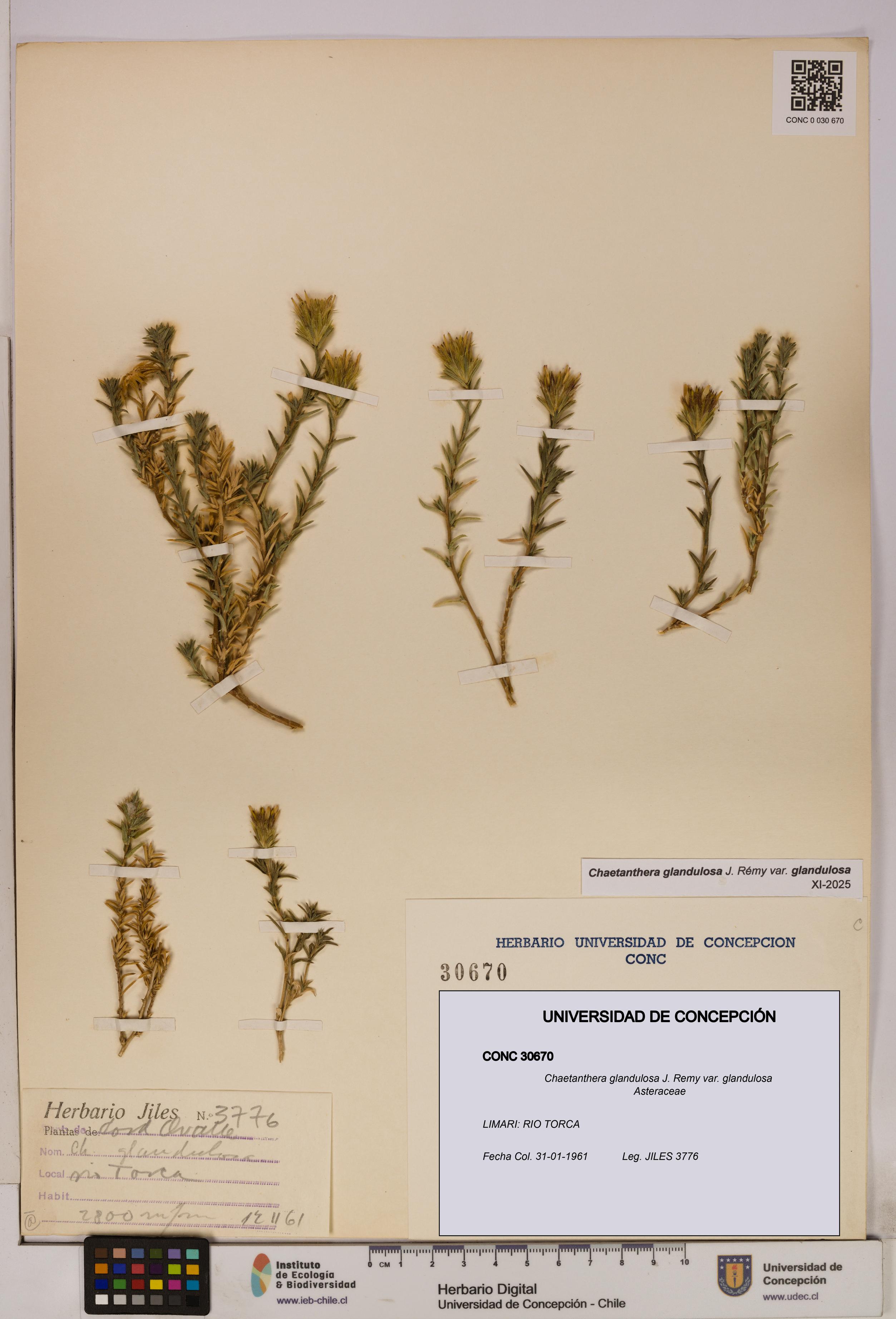 Chaetanthera glandulosa var. glandulosa [Espécimen: UDEC:CONC:0030670]