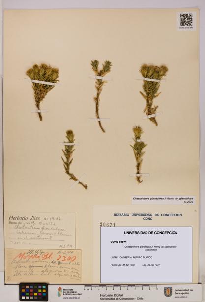 Chaetanthera glandulosa var. glandulosa [Espécimen: UDEC:CONC:0030671]