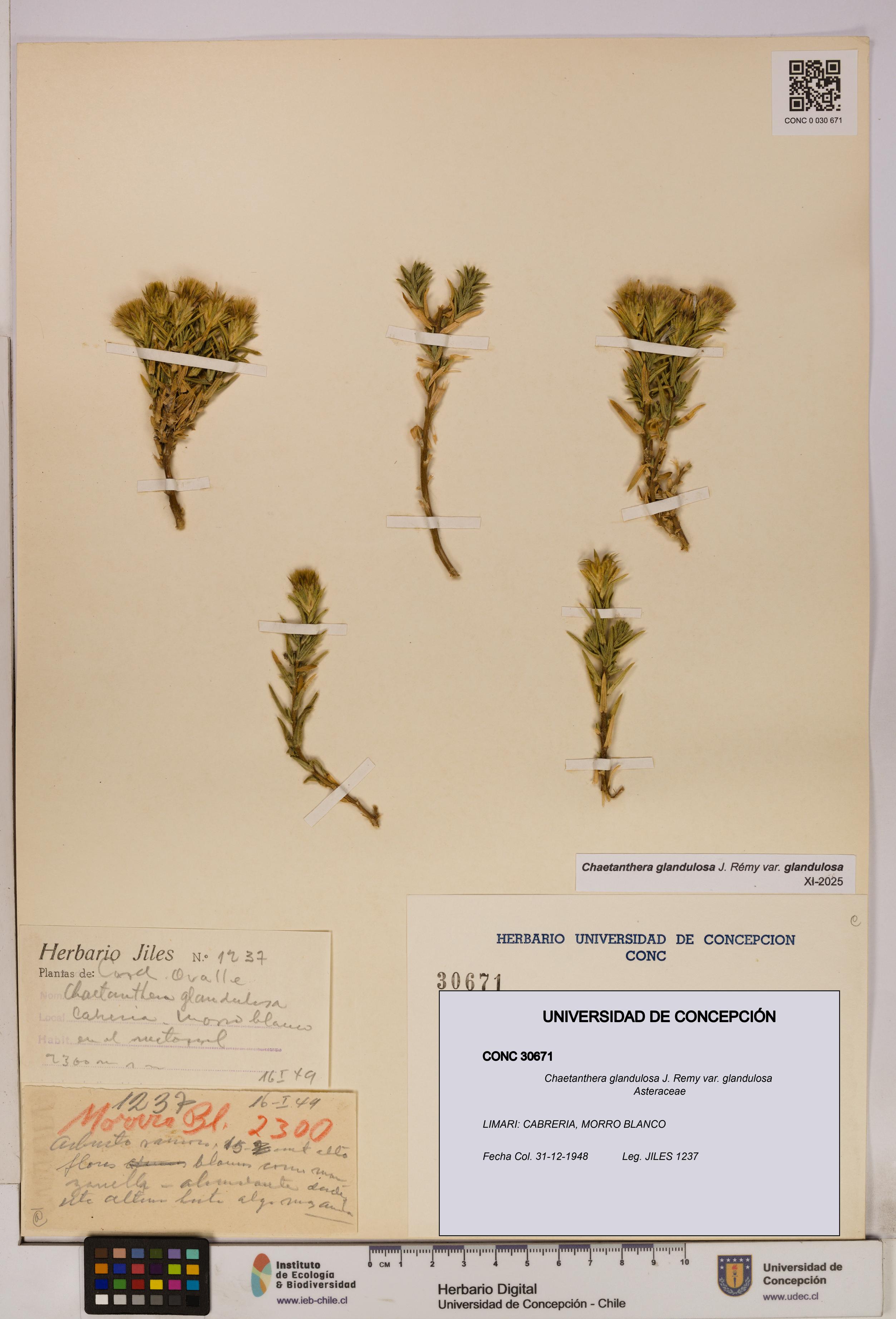 Chaetanthera glandulosa var. glandulosa [Espécimen: UDEC:CONC:0030671]