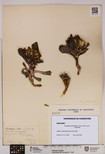 Pachylaena atriplicifolia [Espécimen: ]