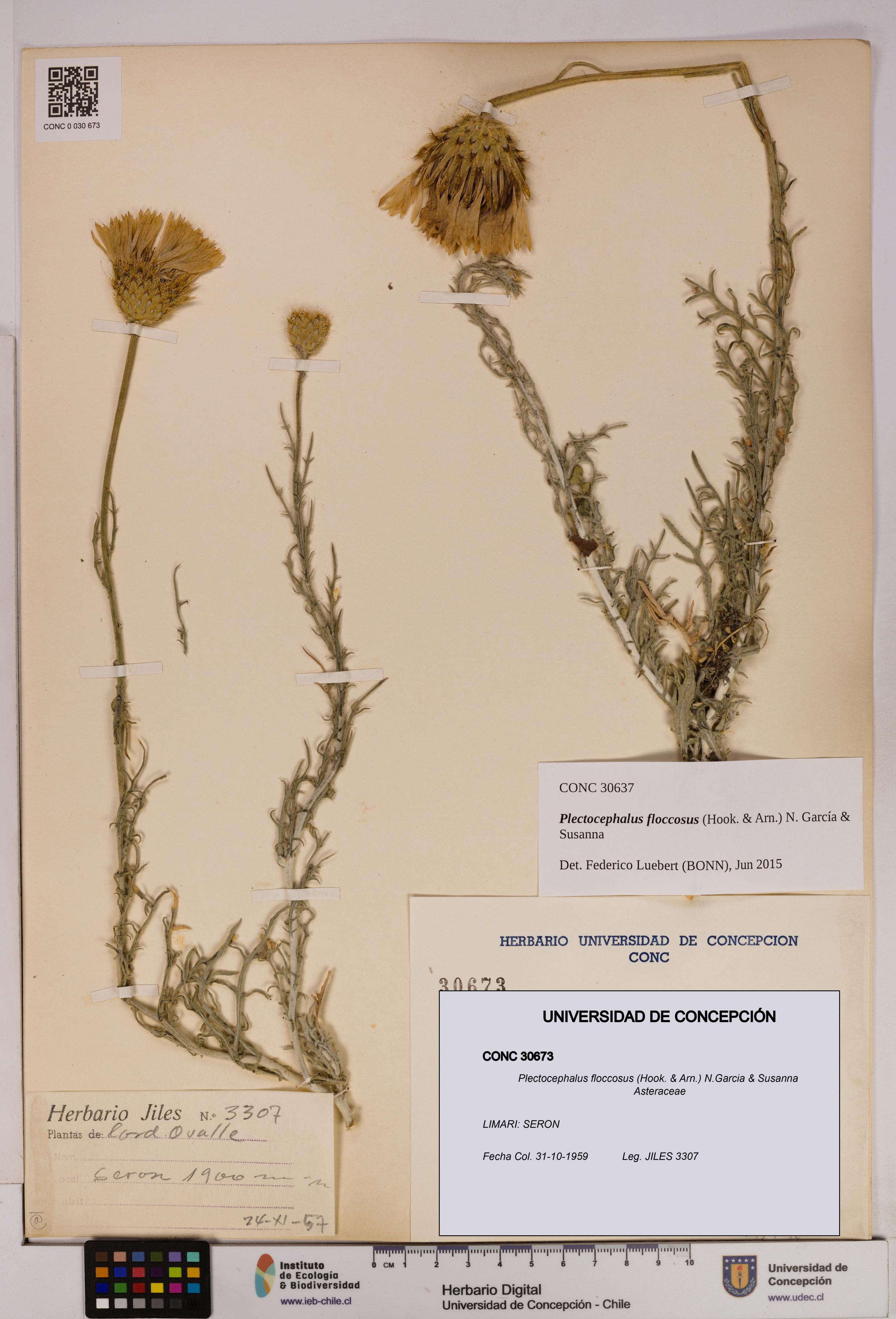 Plectocephalus floccosus [Espécimen: UDEC:CONC:0030673]