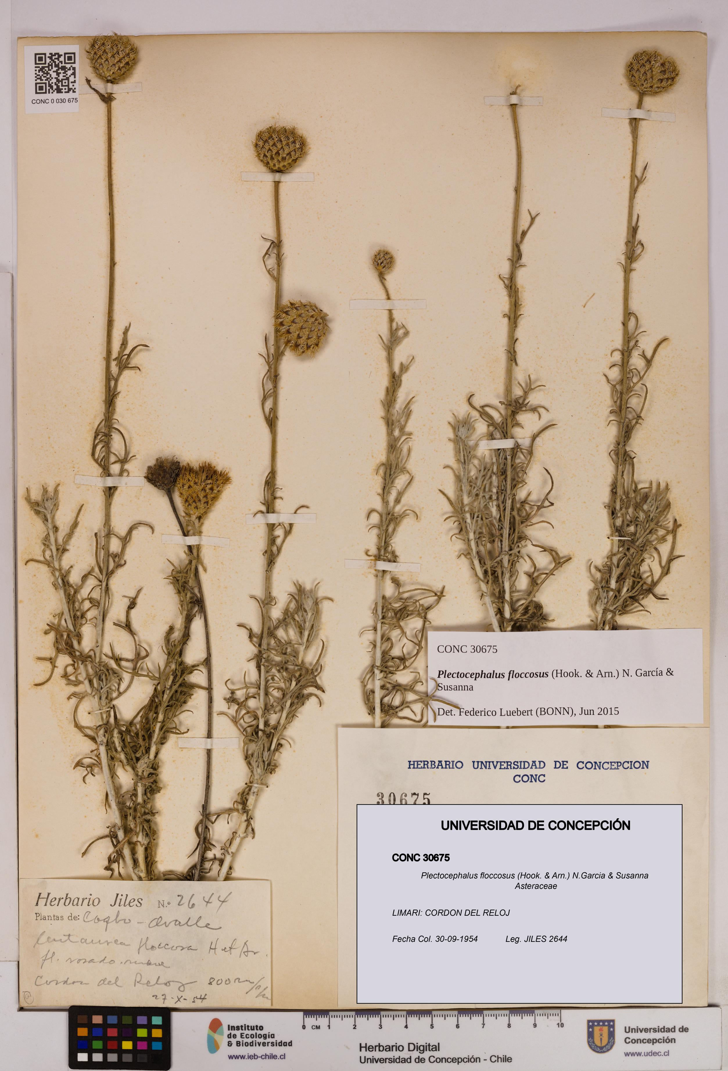 Plectocephalus floccosus [Espécimen: UDEC:CONC:0030675]