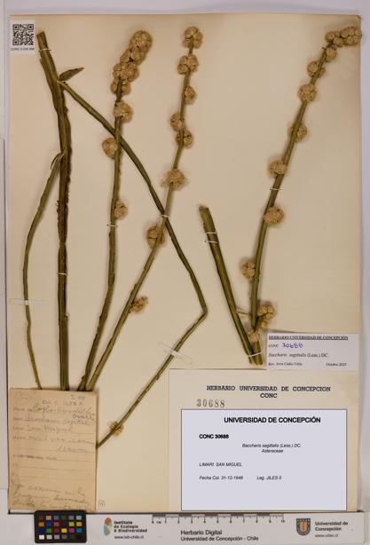 Baccharis sagittalis [Espécimen: UDEC:CONC:0030688]