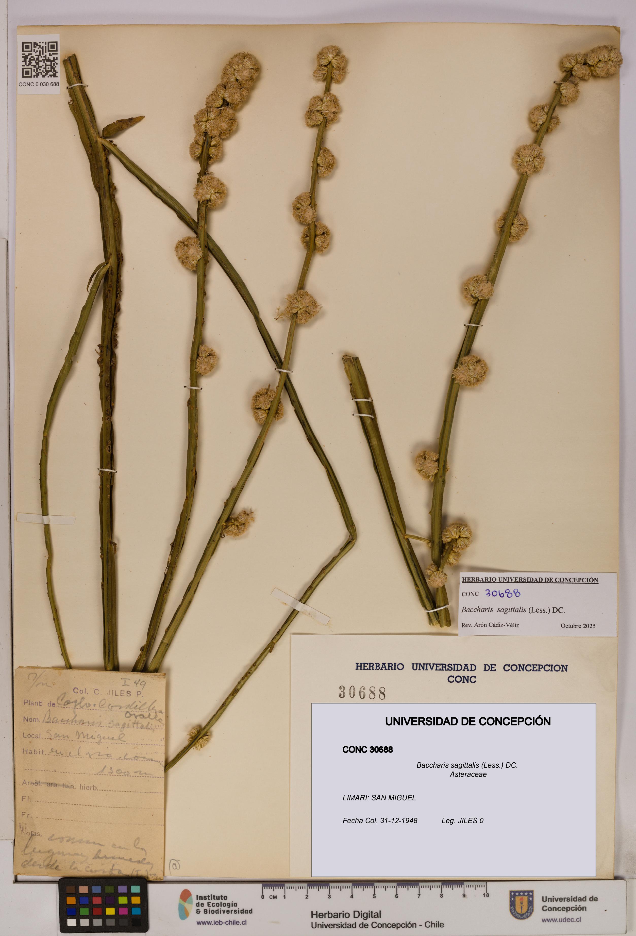 Baccharis sagittalis [Espécimen: UDEC:CONC:0030688]