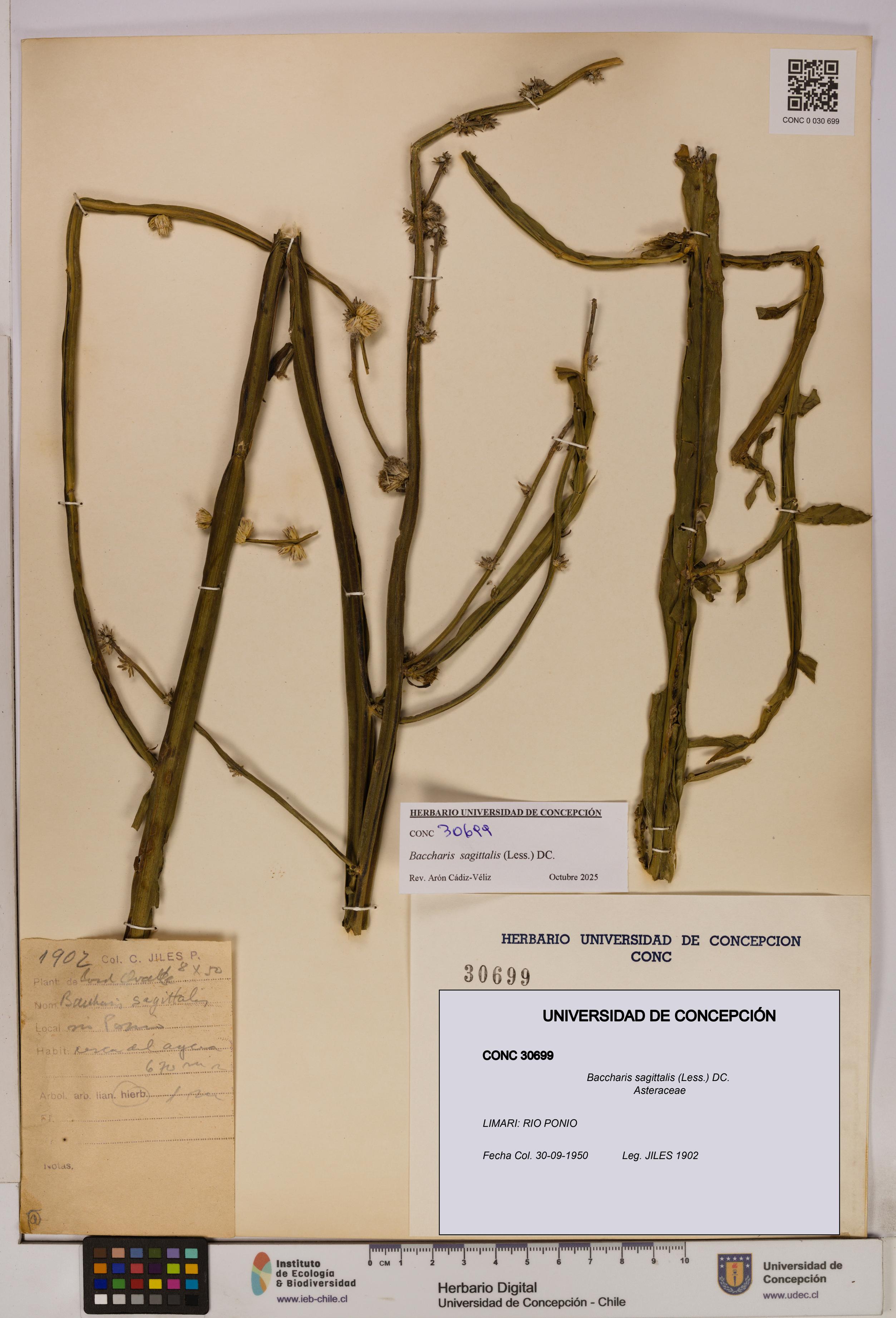 Baccharis sagittalis [Espécimen: UDEC:CONC:0030699]