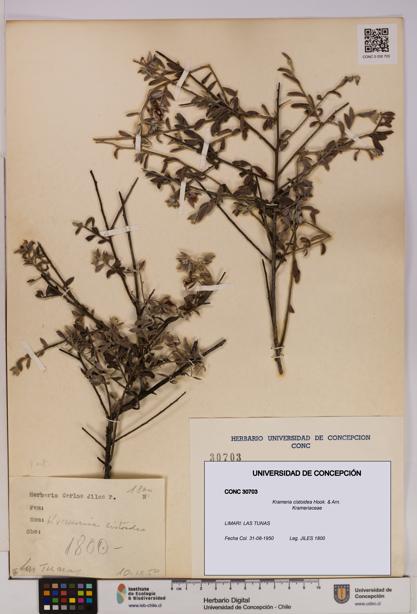 Krameria cistoidea [Espécimen: UDEC:CONC:0030703]