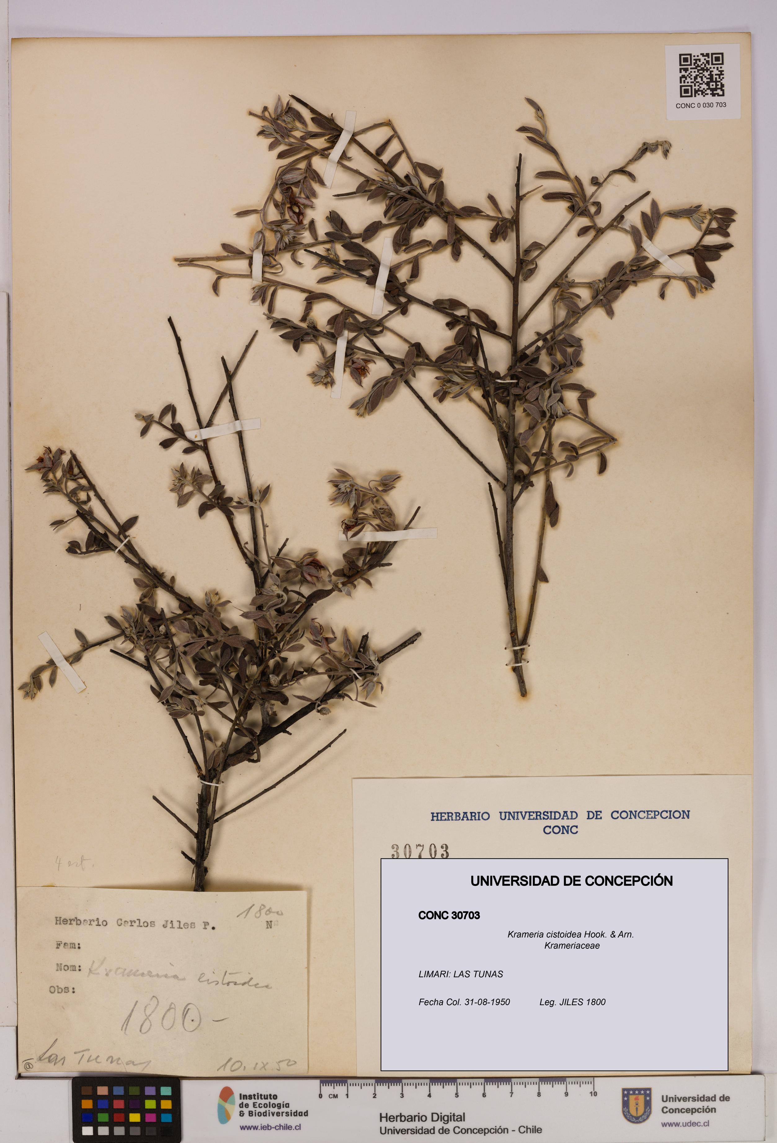 Krameria cistoidea [Espécimen: UDEC:CONC:0030703]