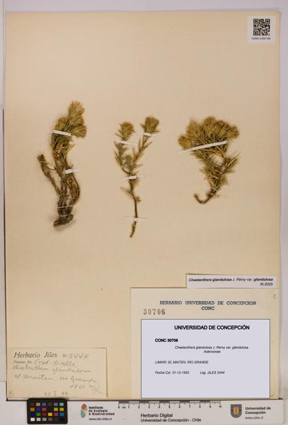 Chaetanthera glandulosa var. glandulosa [Espécimen: UDEC:CONC:0030706]